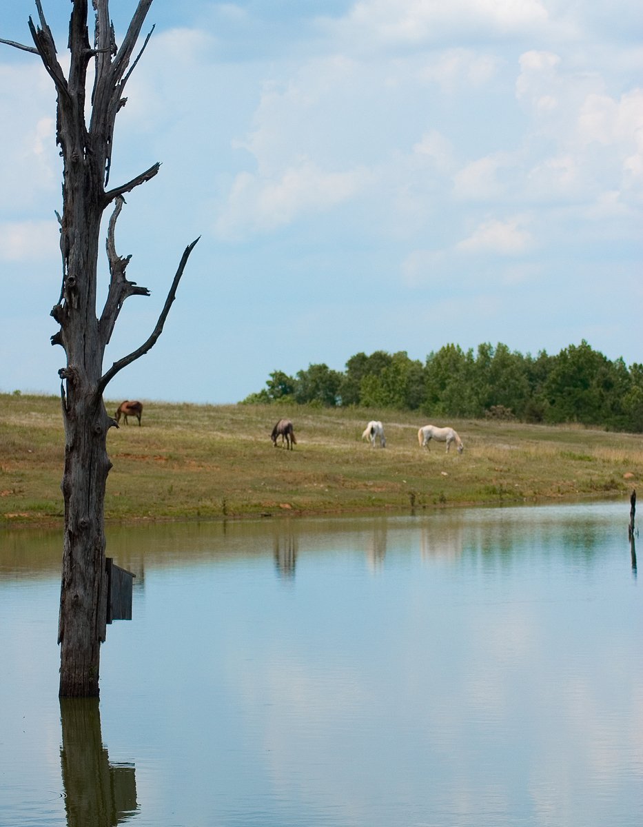 some animals in a field by some water