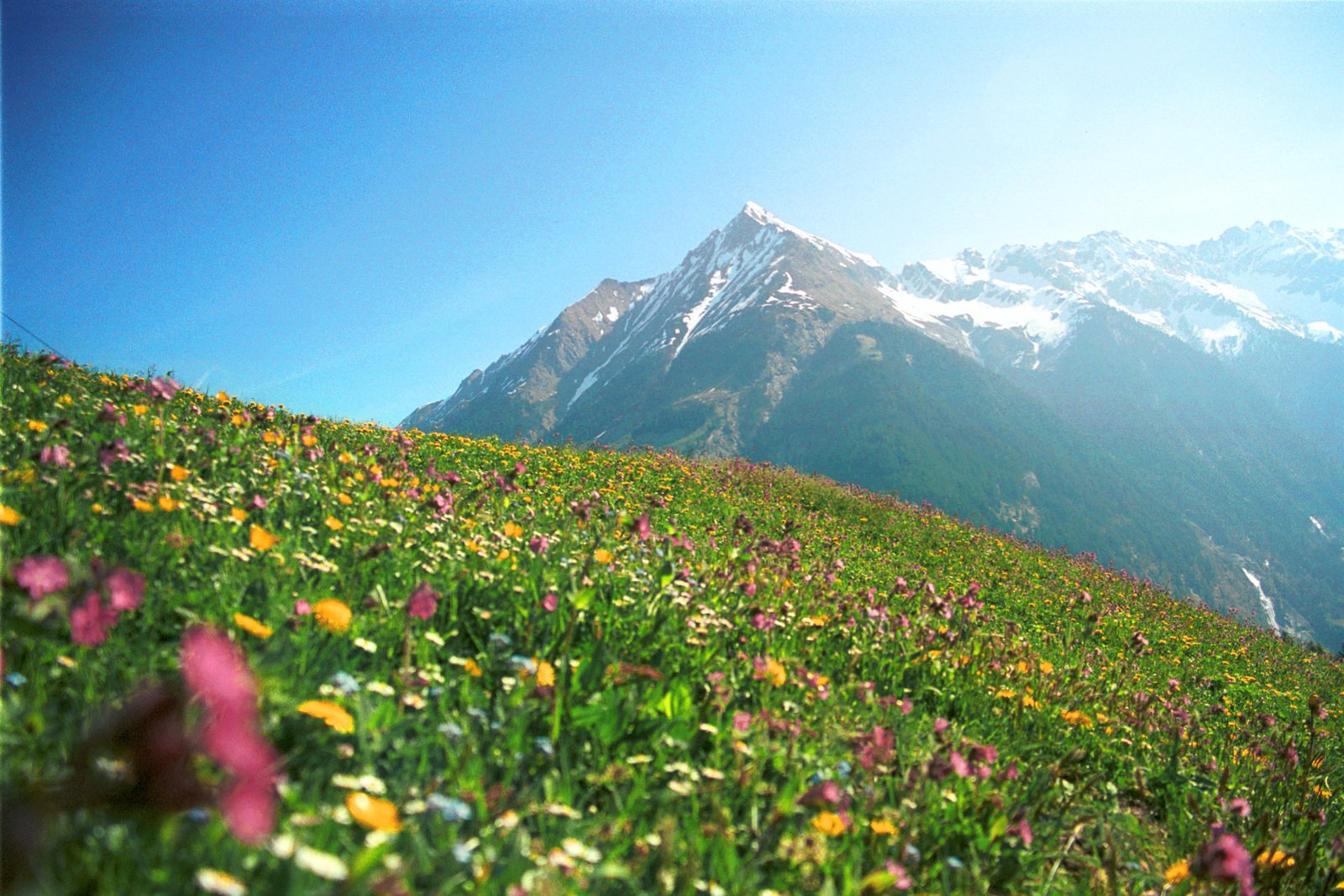 a big field full of purple, yellow and pink flowers