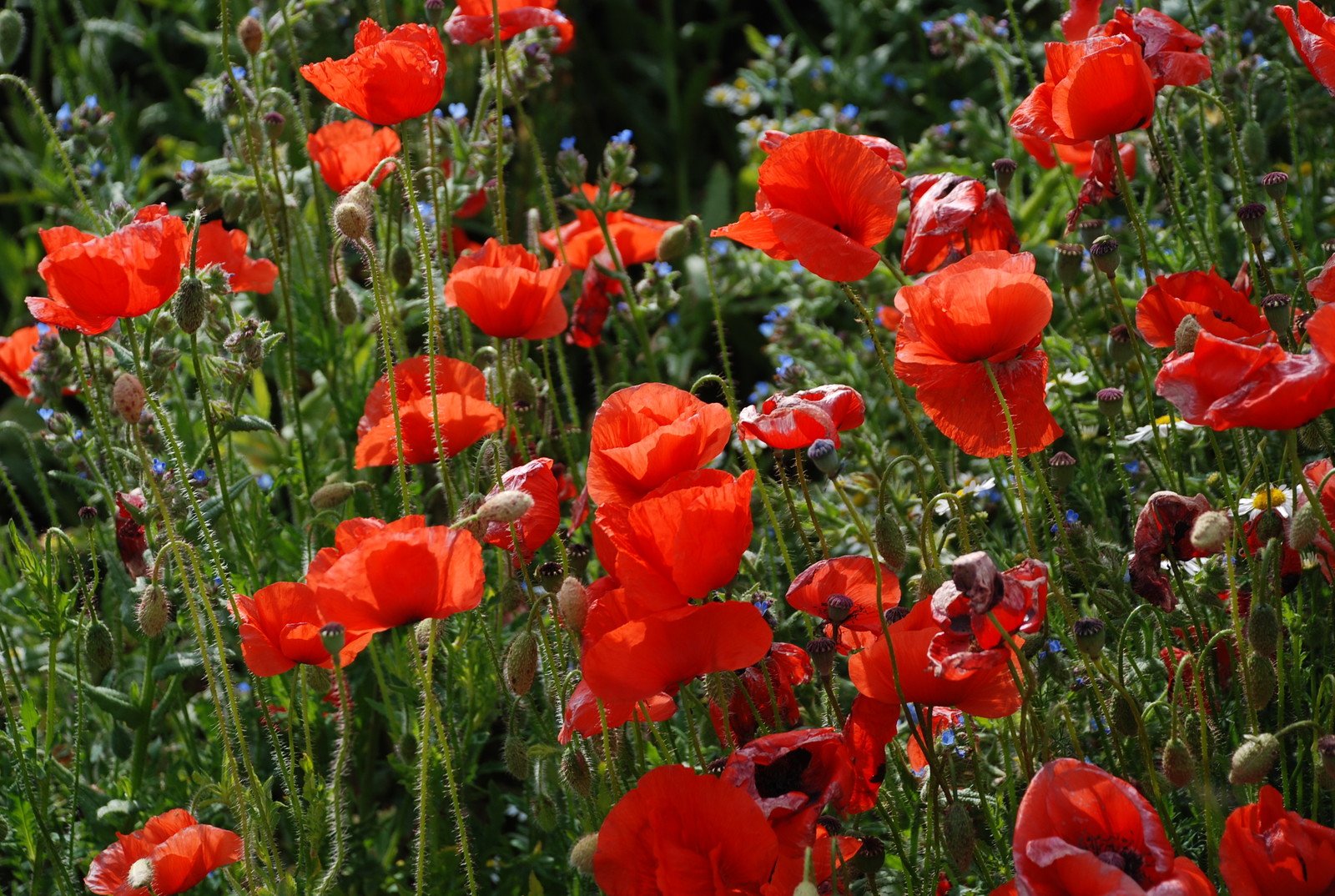 red and white flowers blooming in a green field