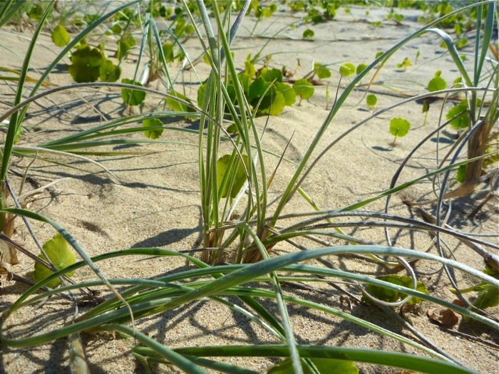 weeds sprouting on the sand of a beach