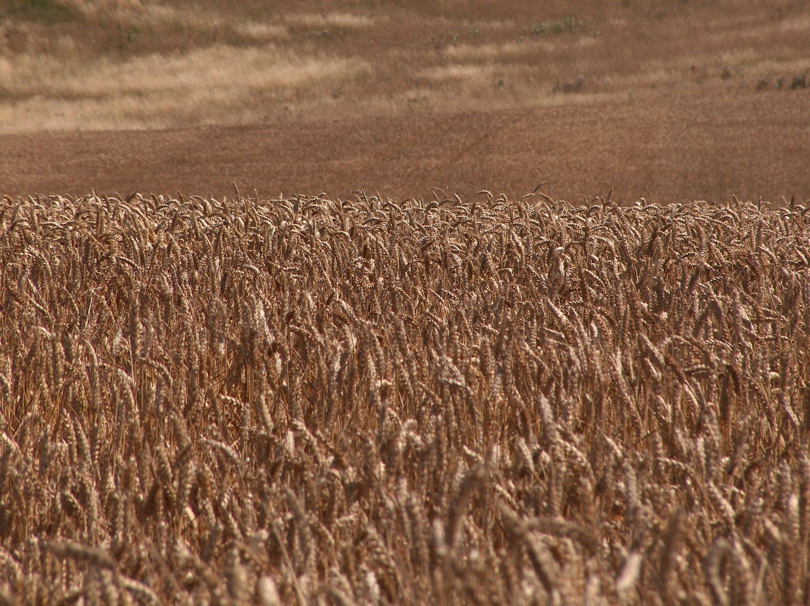 an image of a field that has been eaten by someone
