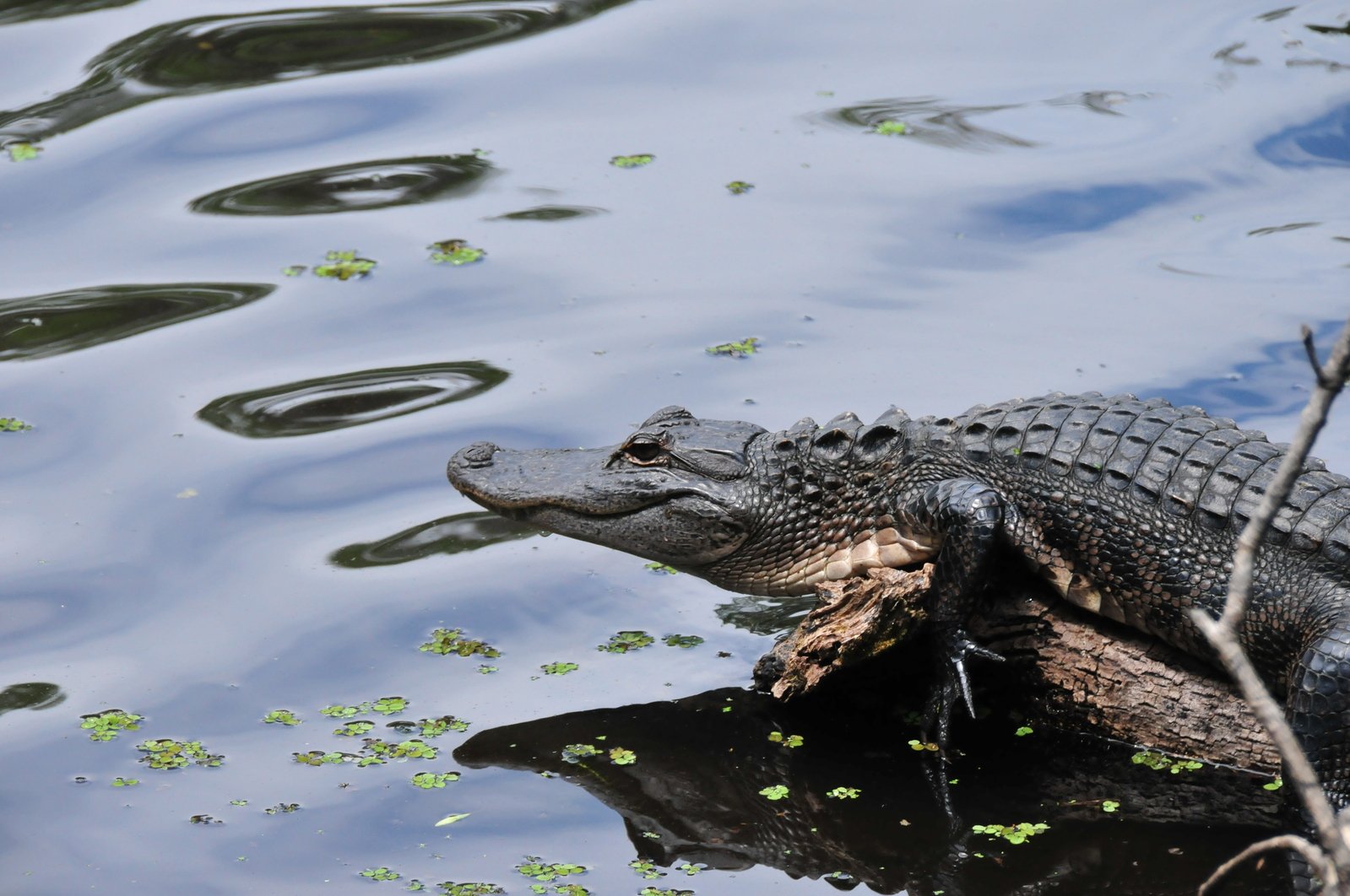 a alligator swimming in a pond next to water