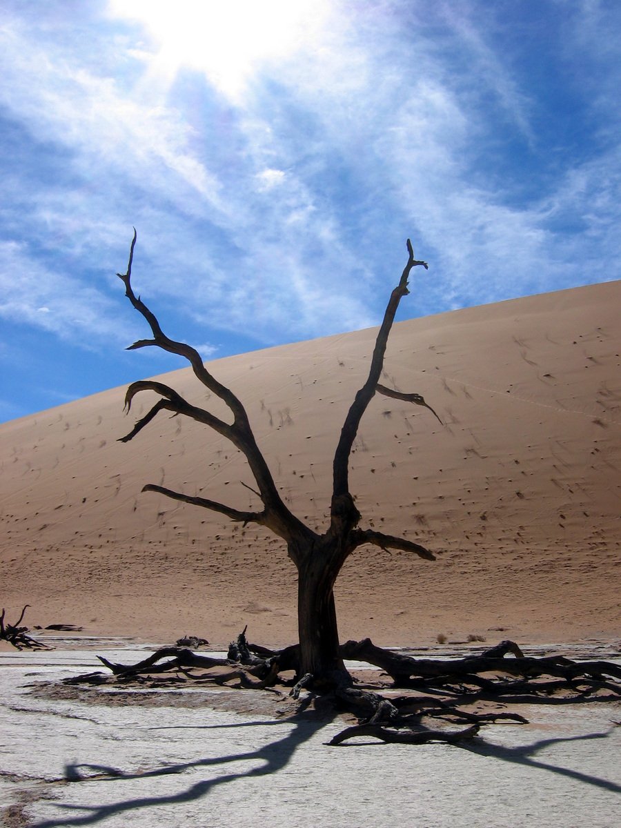 a lone dead tree in the desert under a blue sky