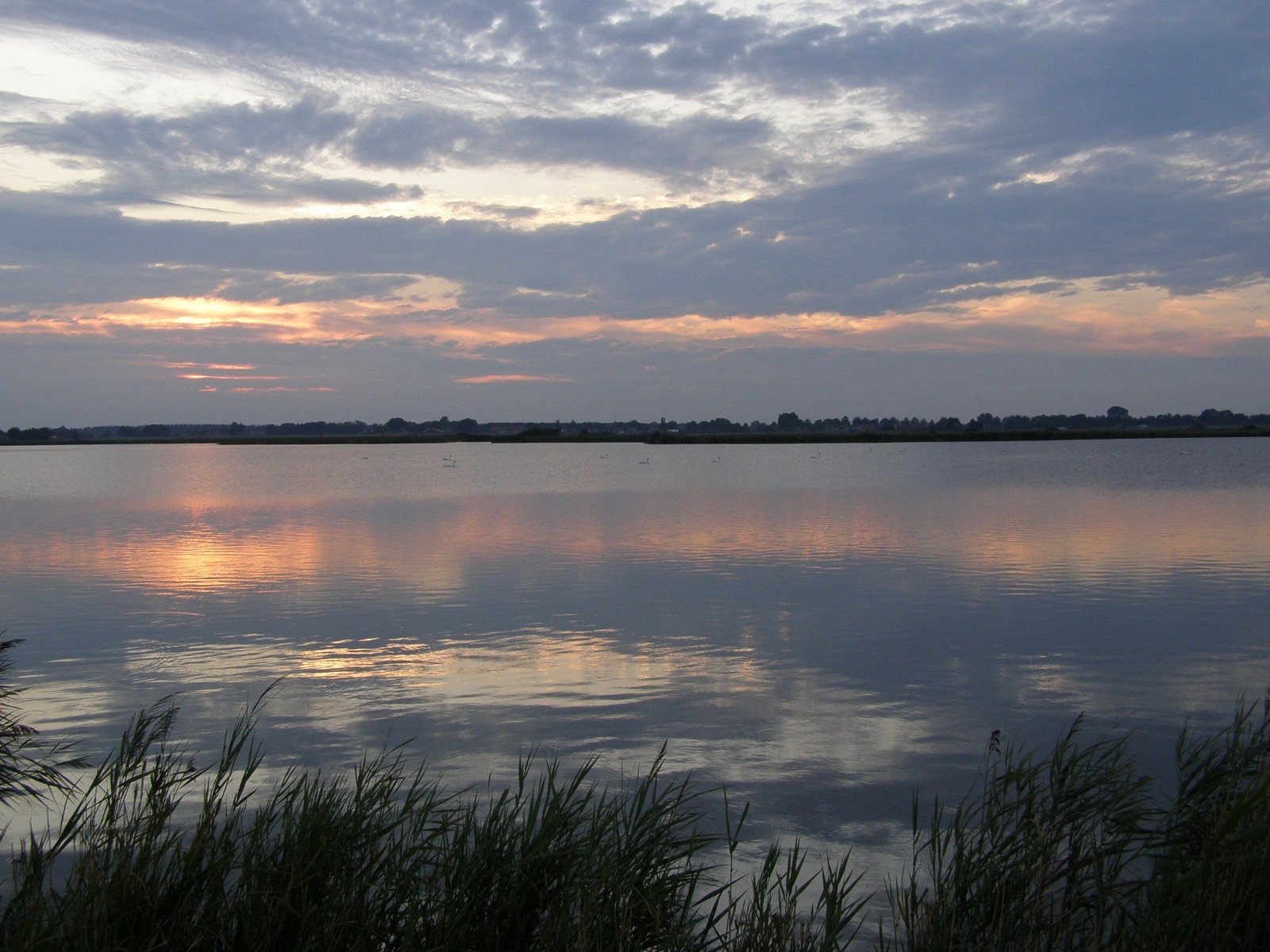 a body of water surrounded by tall grass