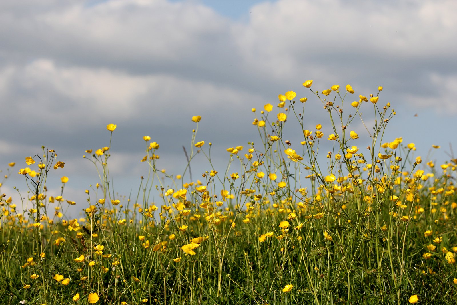 yellow flowers grow on a green grass field under a cloudy sky