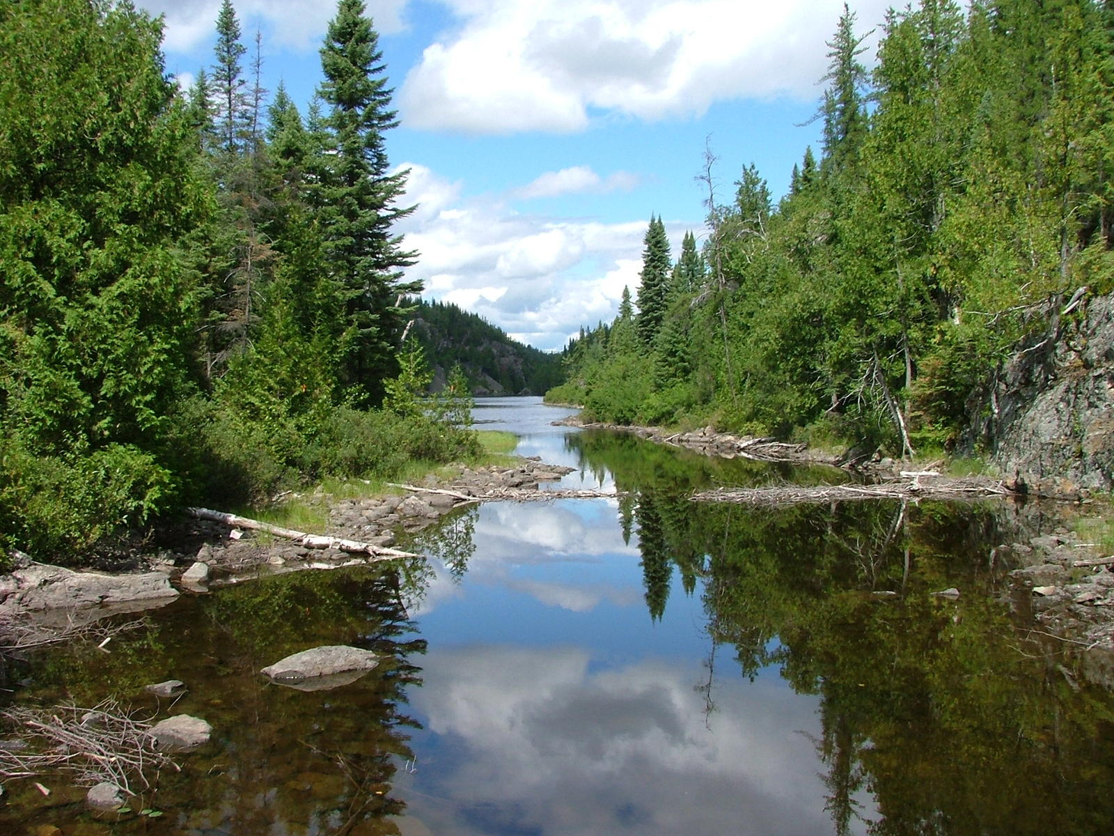 a stream running through a wooded area with pine trees on either side