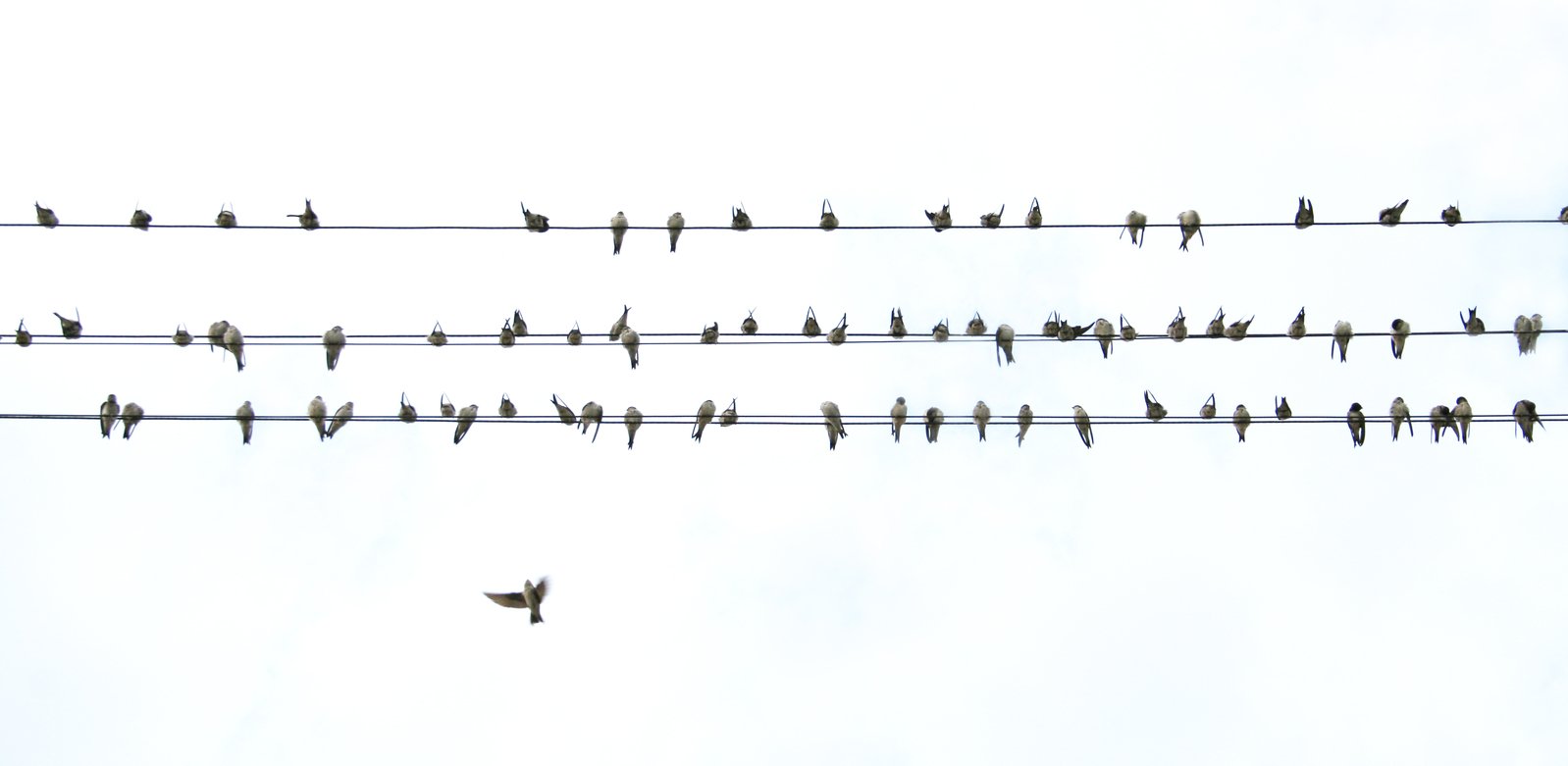 flock of birds sitting on a line as seen from below