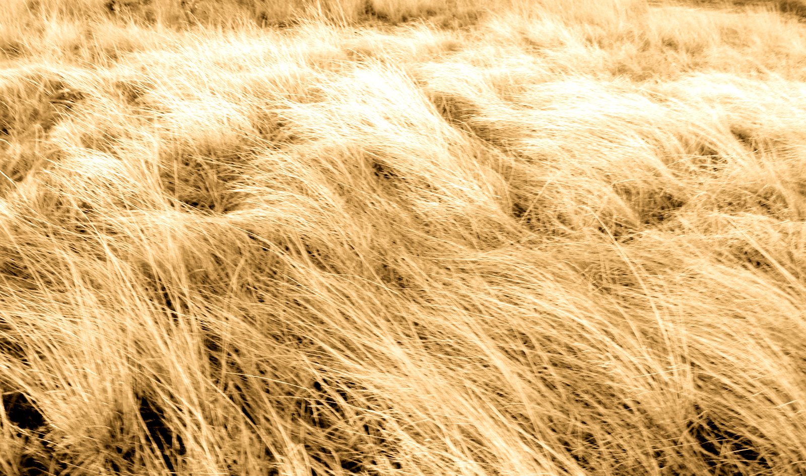 a close up s of a golden field