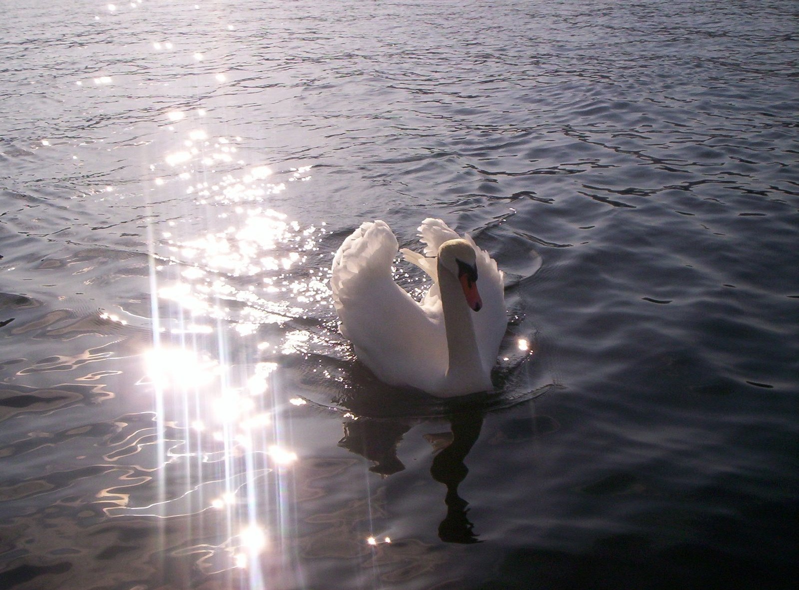 the swan is floating in the water outside