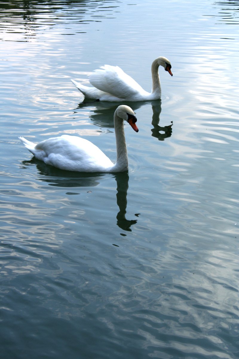 two large white swans swimming in a lake
