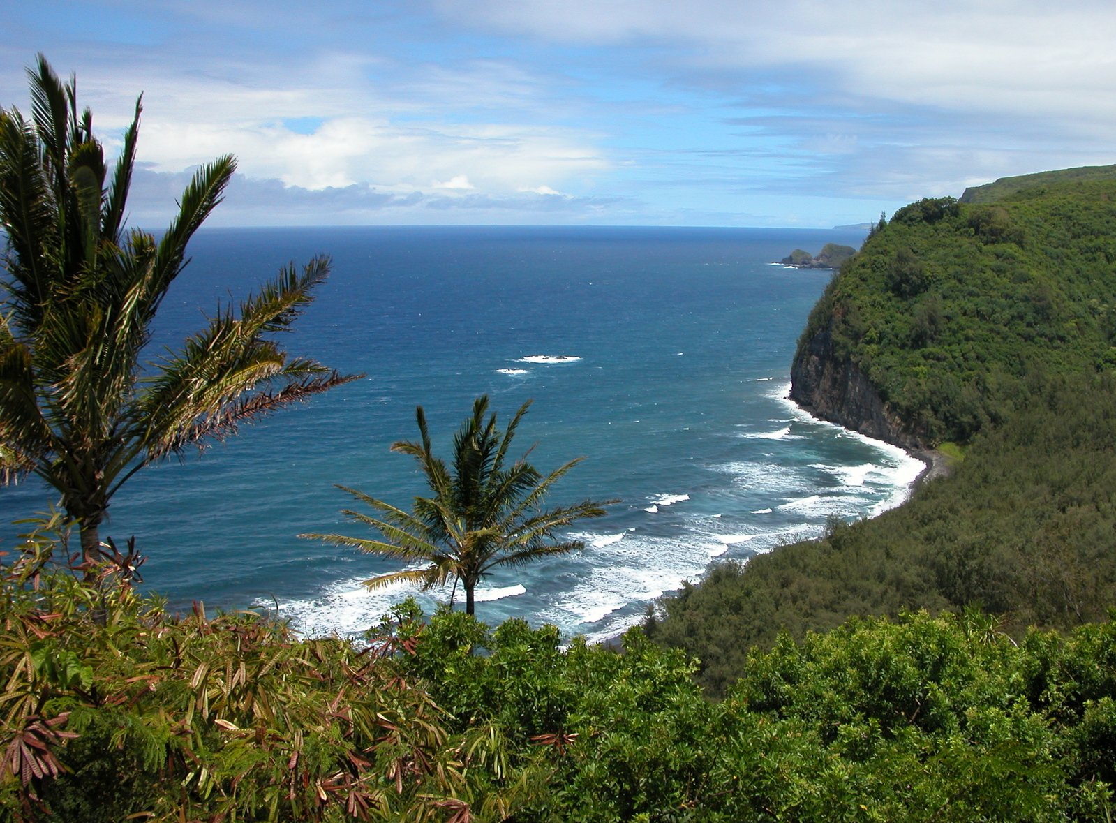 this is a view of the ocean and forest