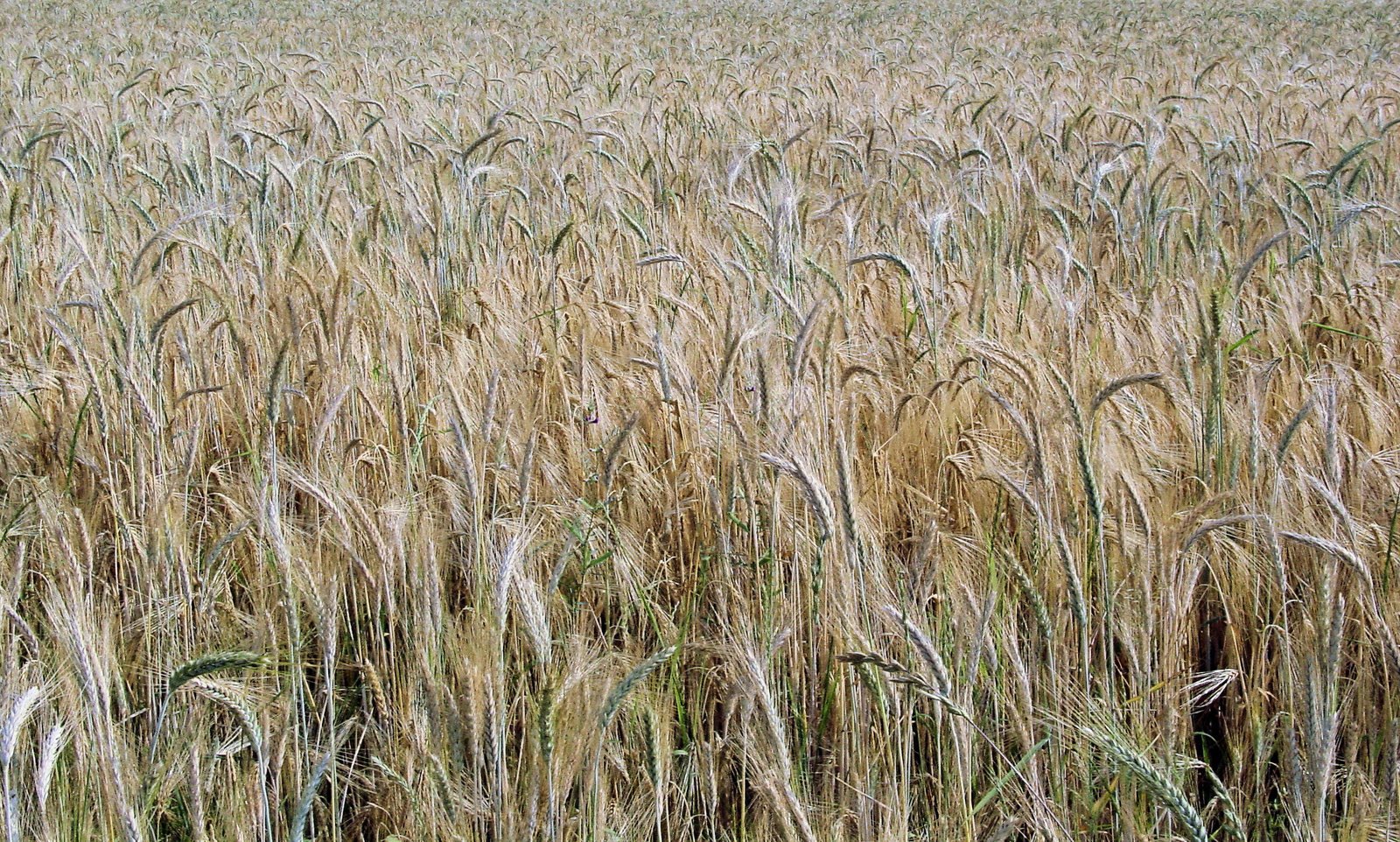 a field full of yellow and brown grain