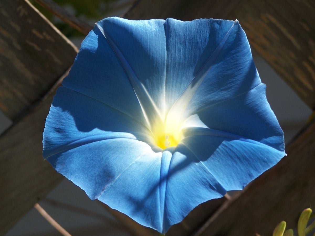 an open blue flower is against a wooden fence
