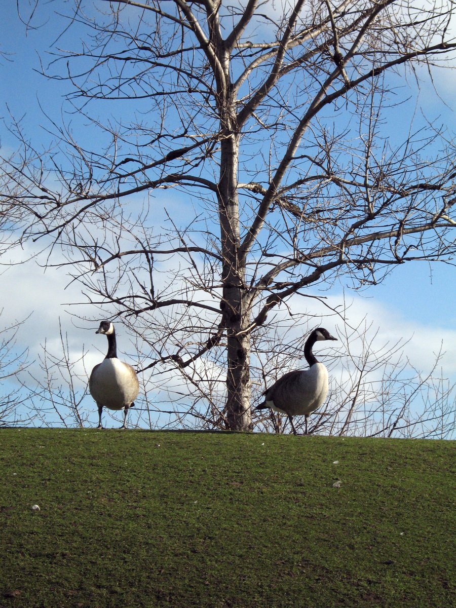 two geese are walking on the grassy hillside