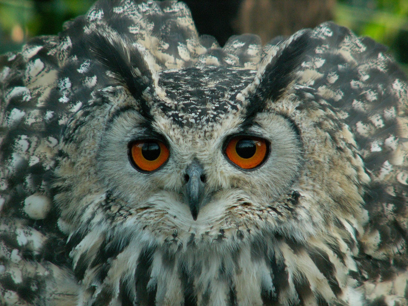 an owl with red eyes looking up