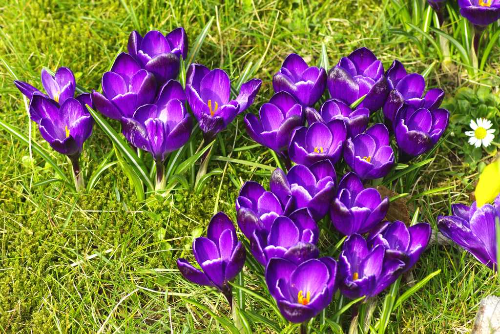 a bouquet of purple flowers next to a yellow plastic spatula