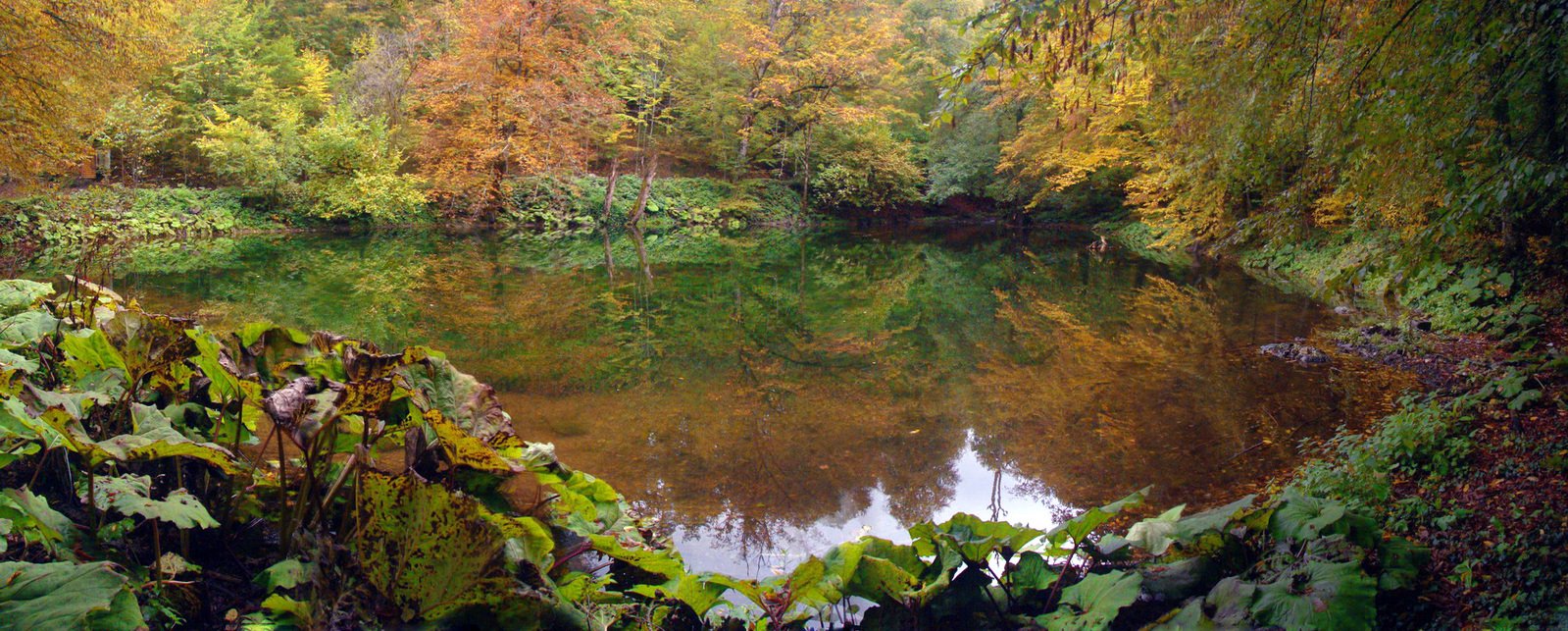 autumn leaves reflect on a still water pond