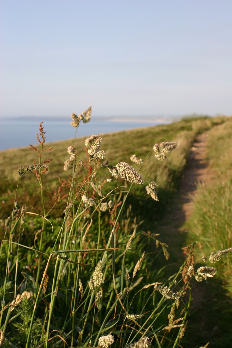 there is a pathway and wildflower along the grass