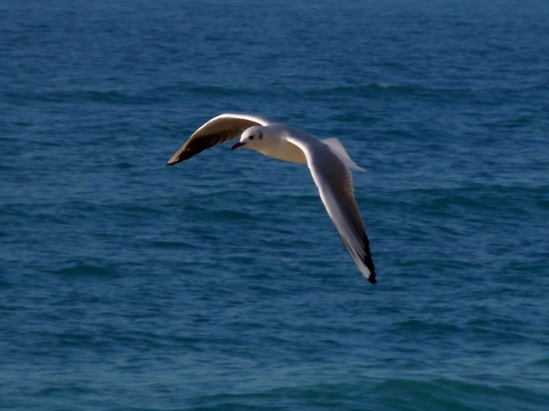 a white and black bird flying over the ocean