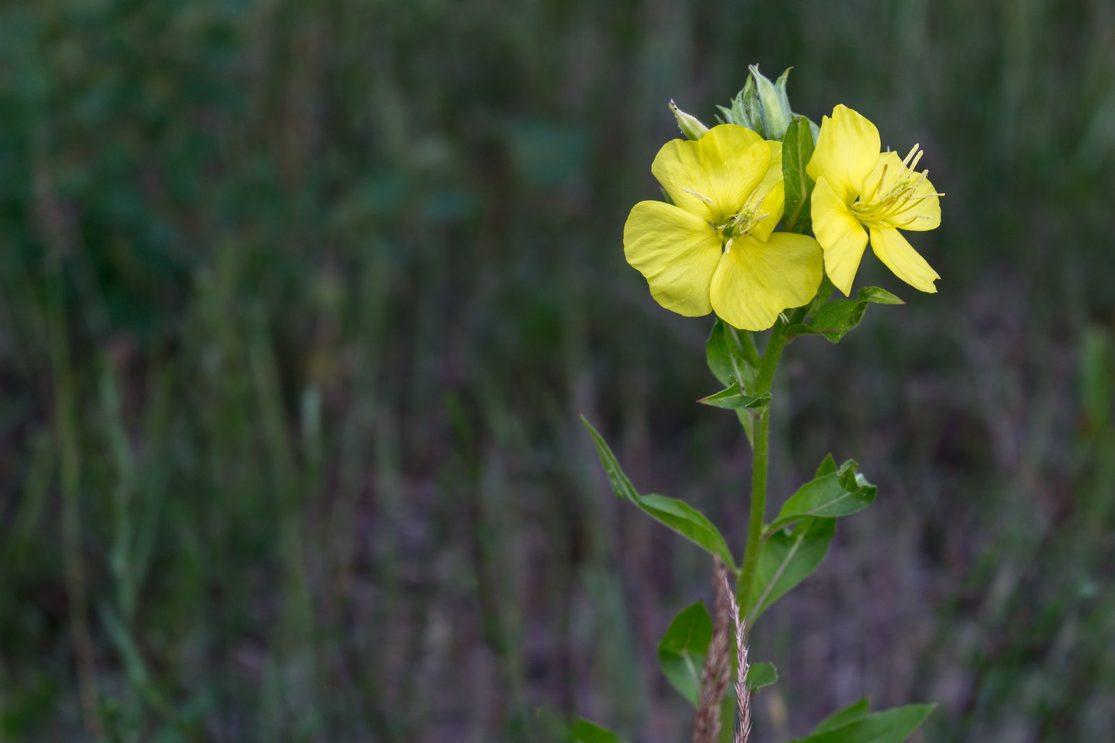 a flower in a field with plants around it