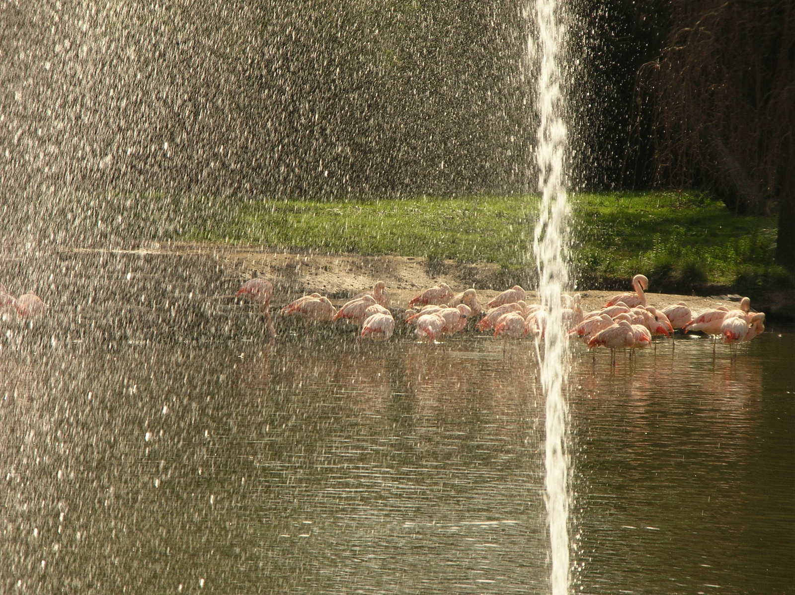 a lot of flamingos are standing in the water