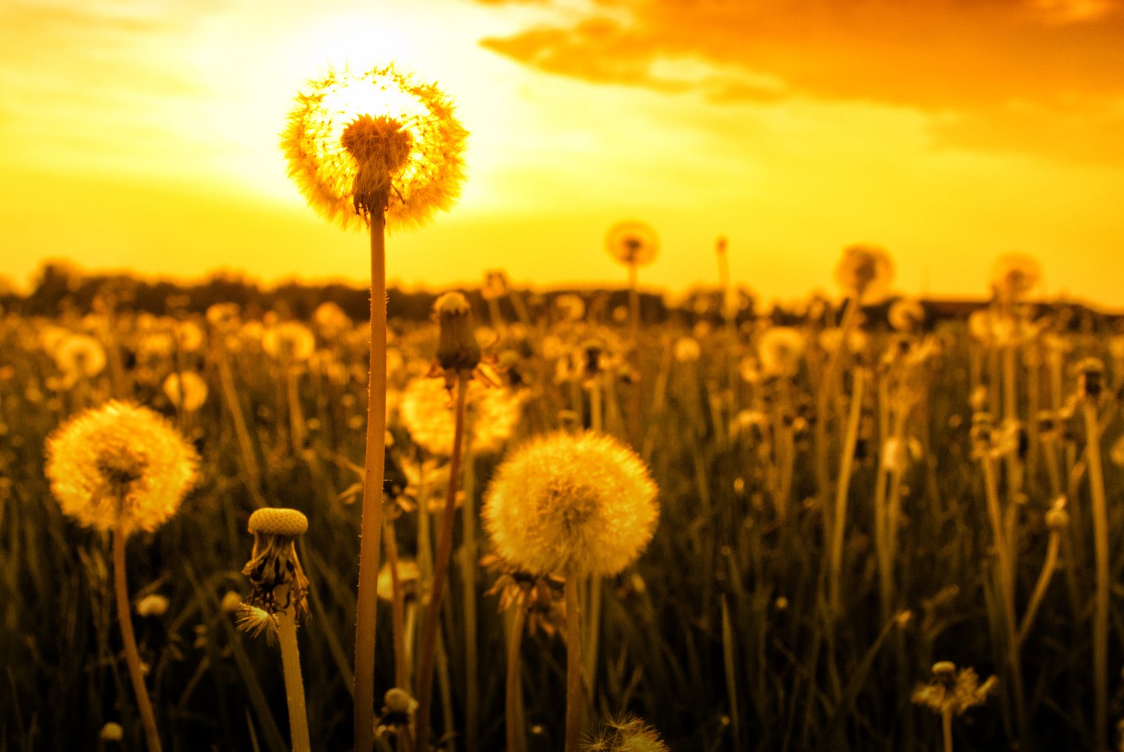 there is an orange and yellow sky behind the weeds