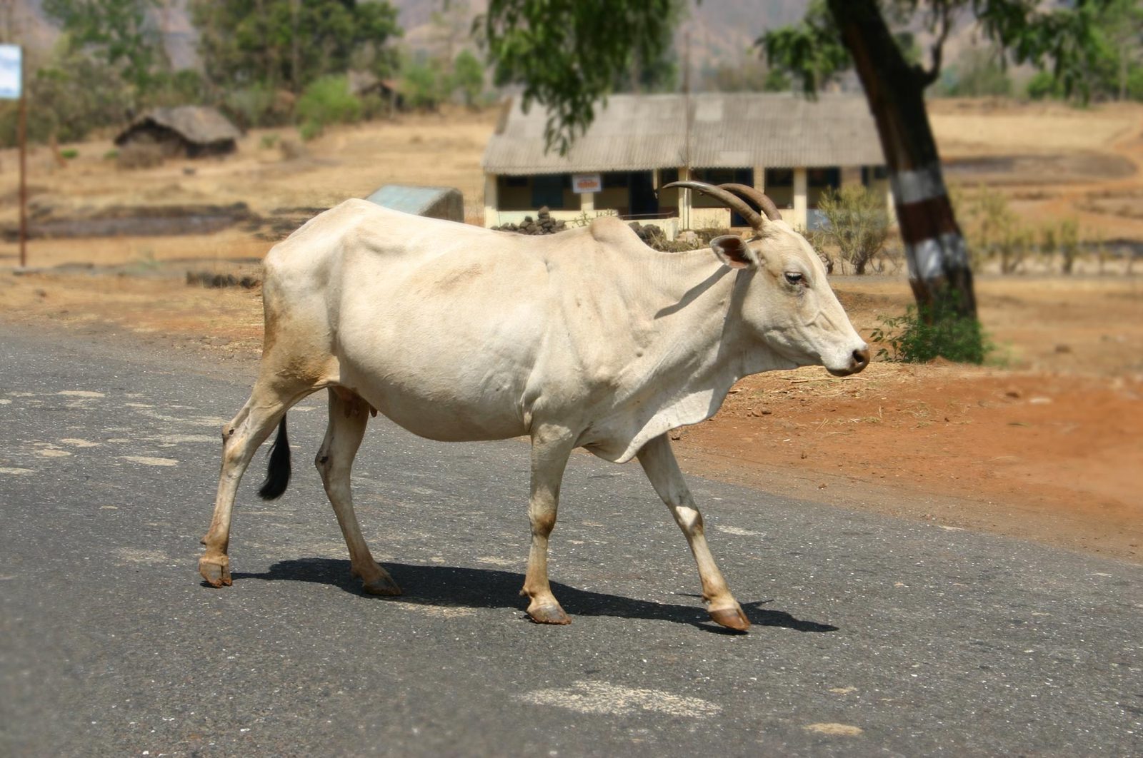 a white animal is crossing the street