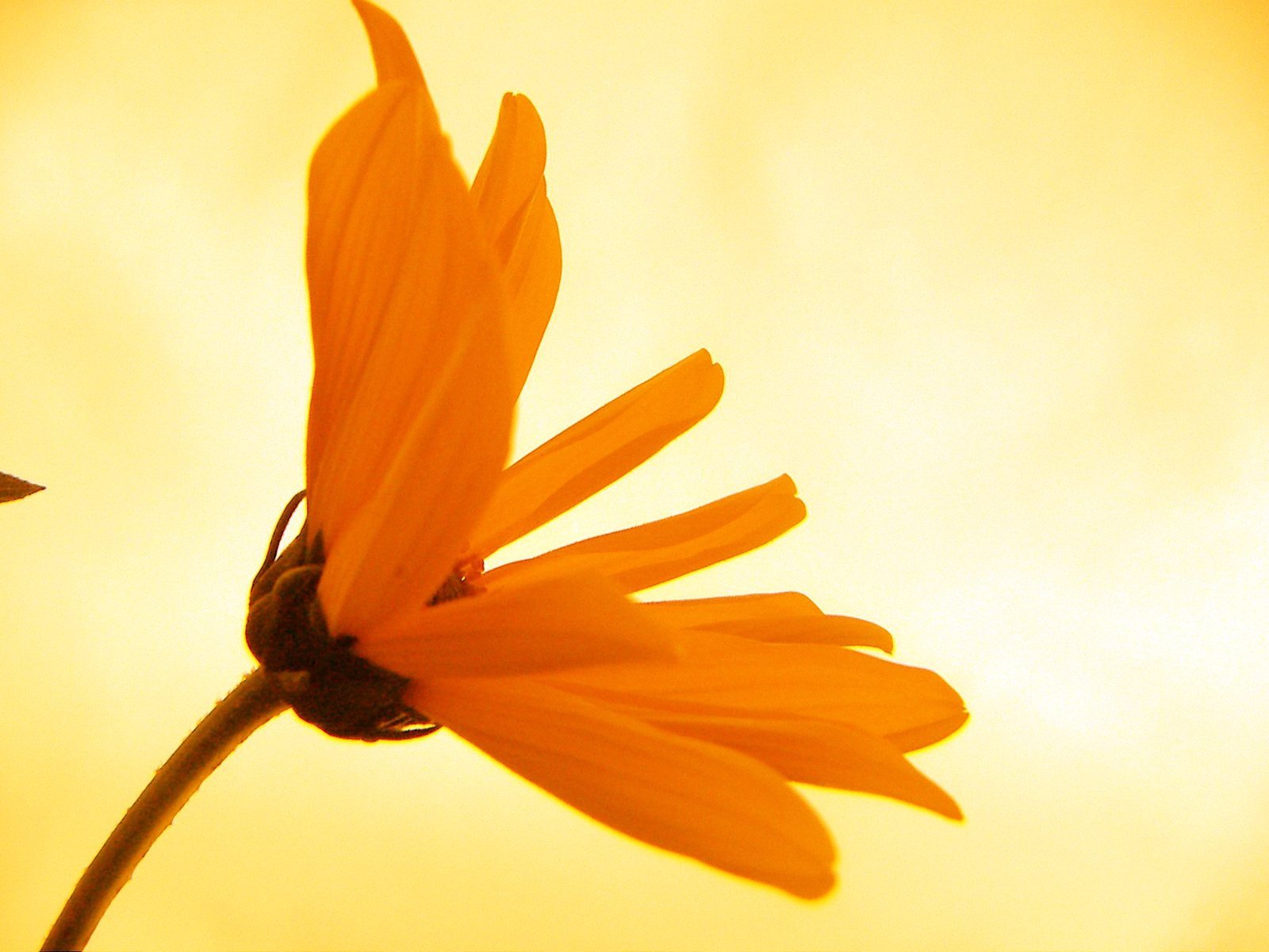 a yellow flower against a yellow sky