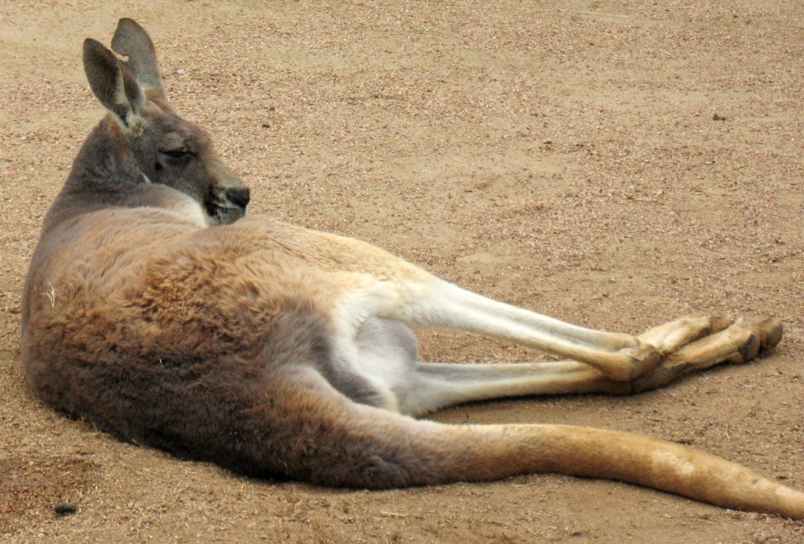 a brown kangaroo lying on the ground with it's legs up