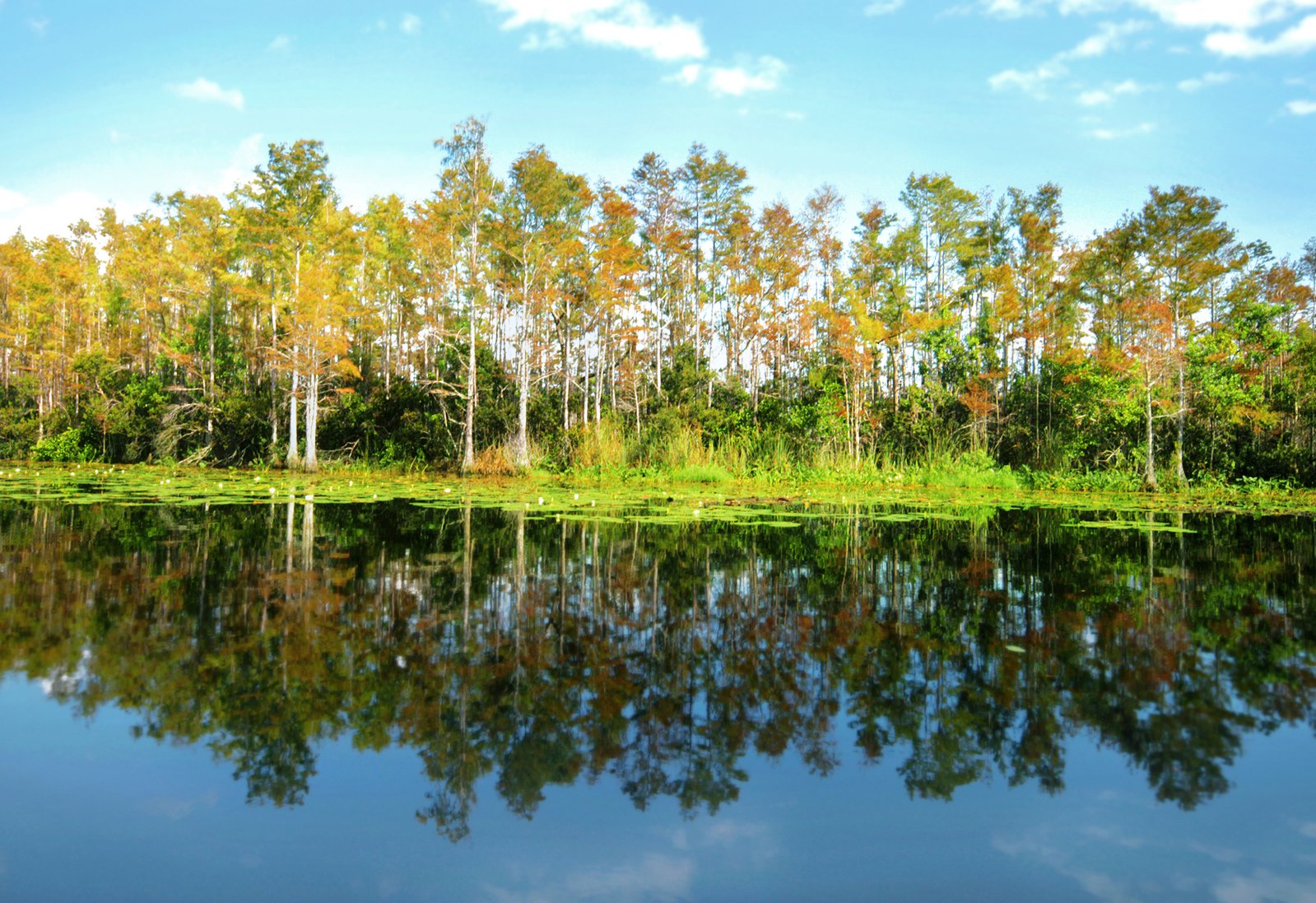 a pond that has trees on the side