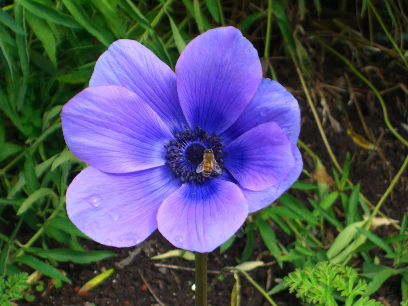 a blue flower with a bee in its center