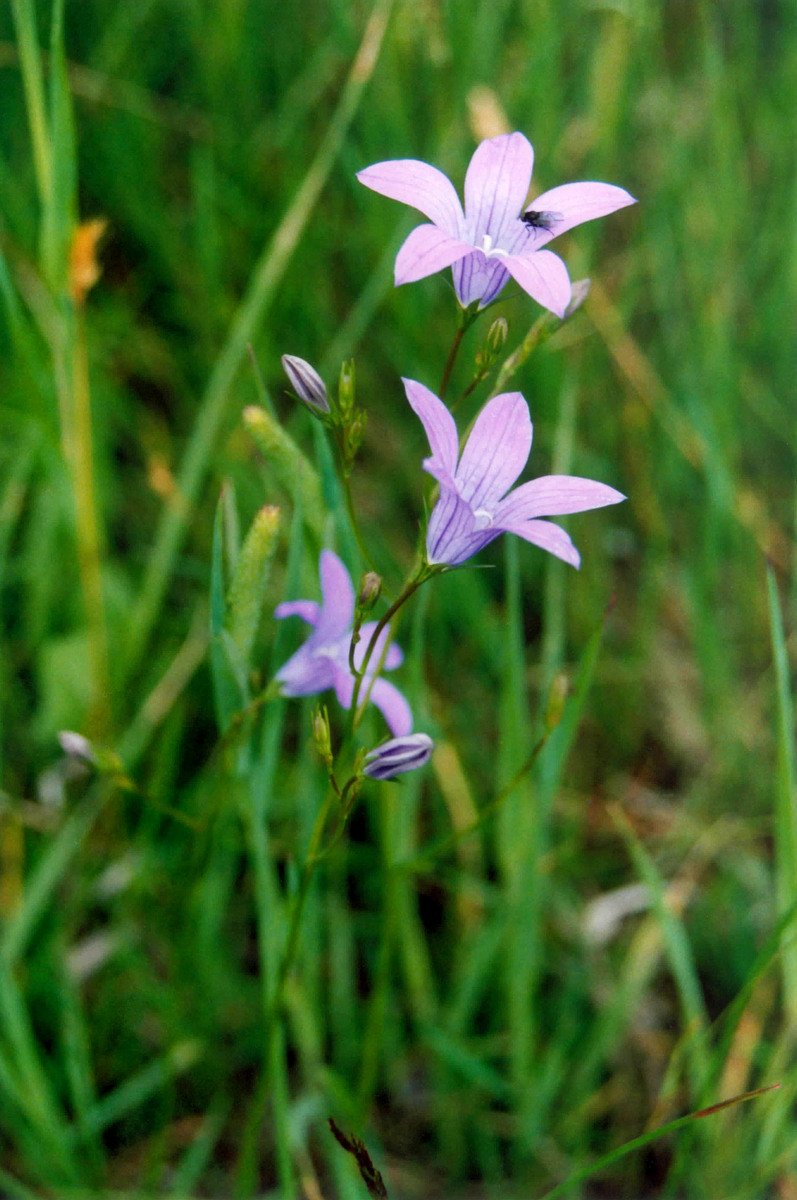 some flowers growing out of the grass