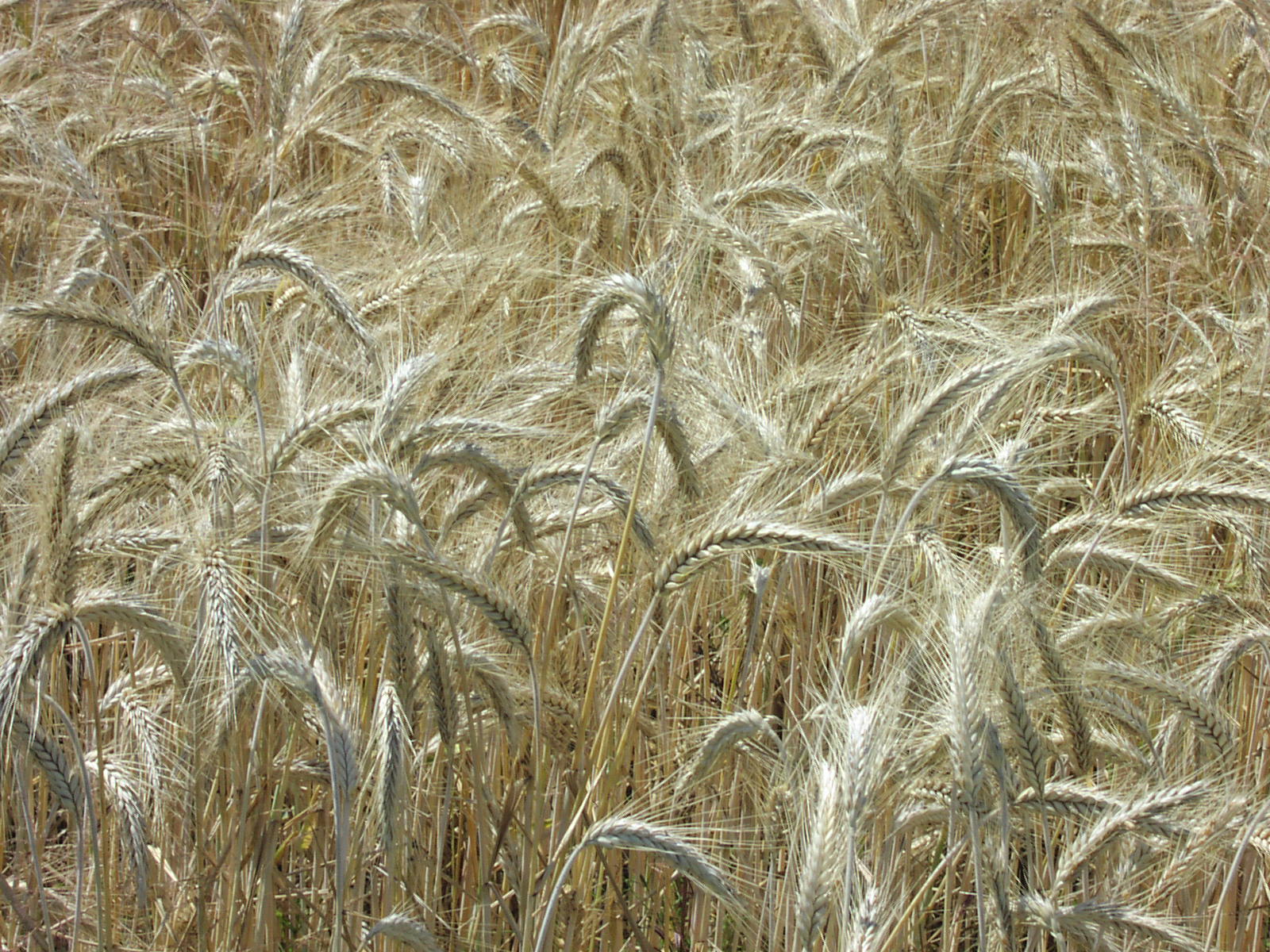 tall dry grass is moving in the wind