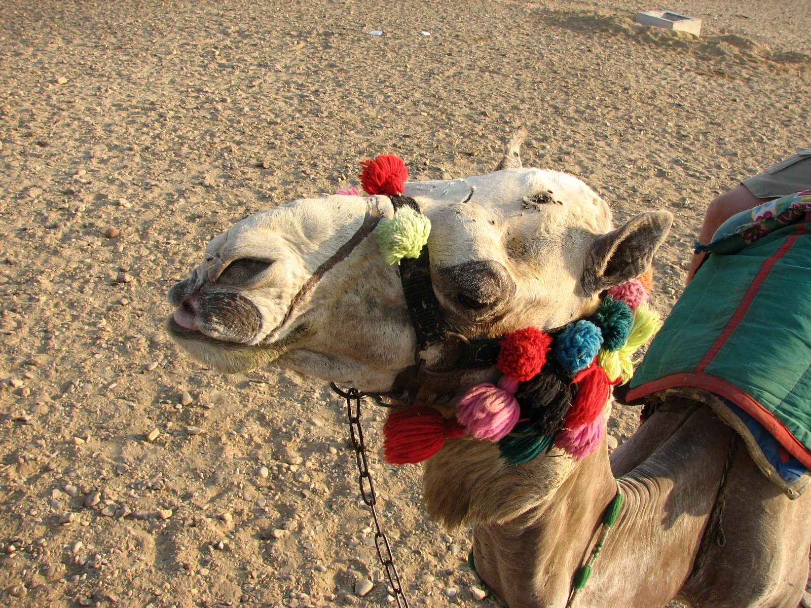 a camel with colorful decorations standing on dirt