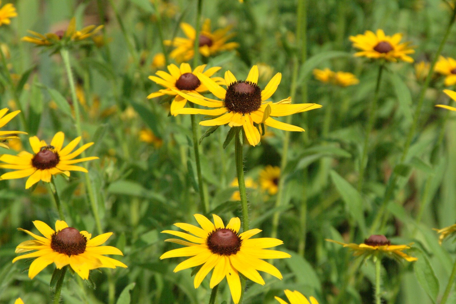 some very pretty yellow flowers in a field