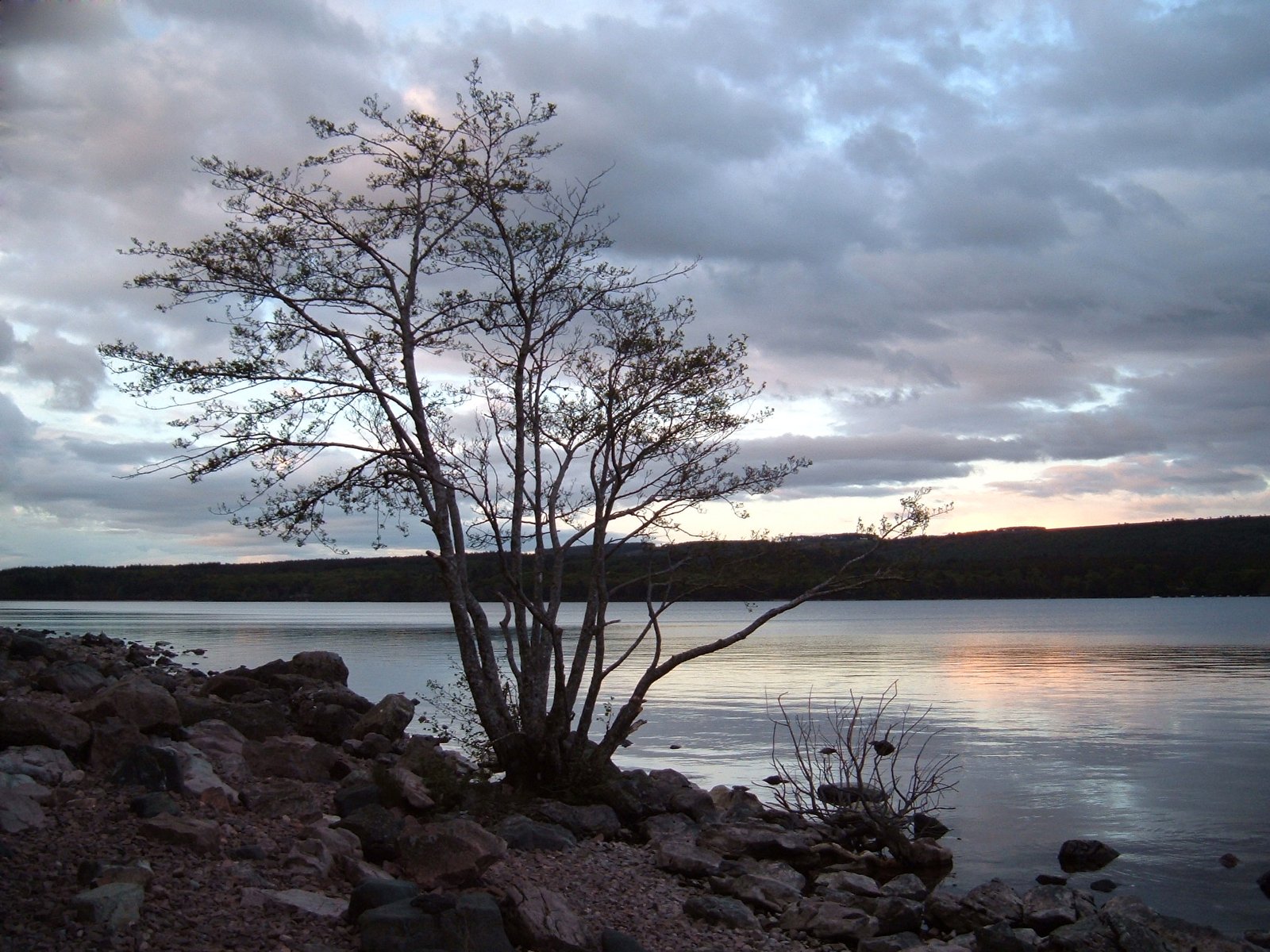 a lone tree on a rock bank beside a body of water
