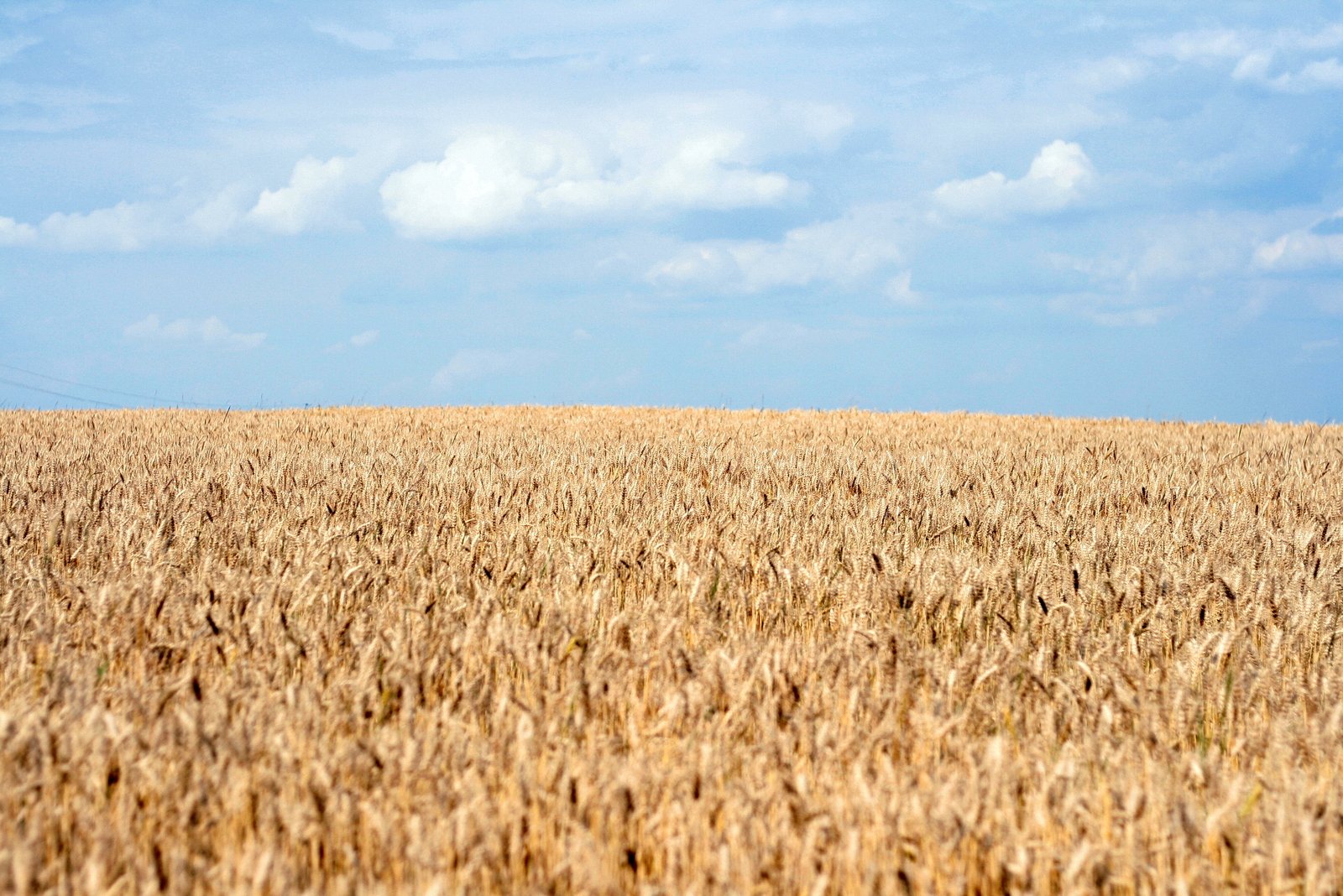 a field full of ripe wheat under a blue sky with a lone plane