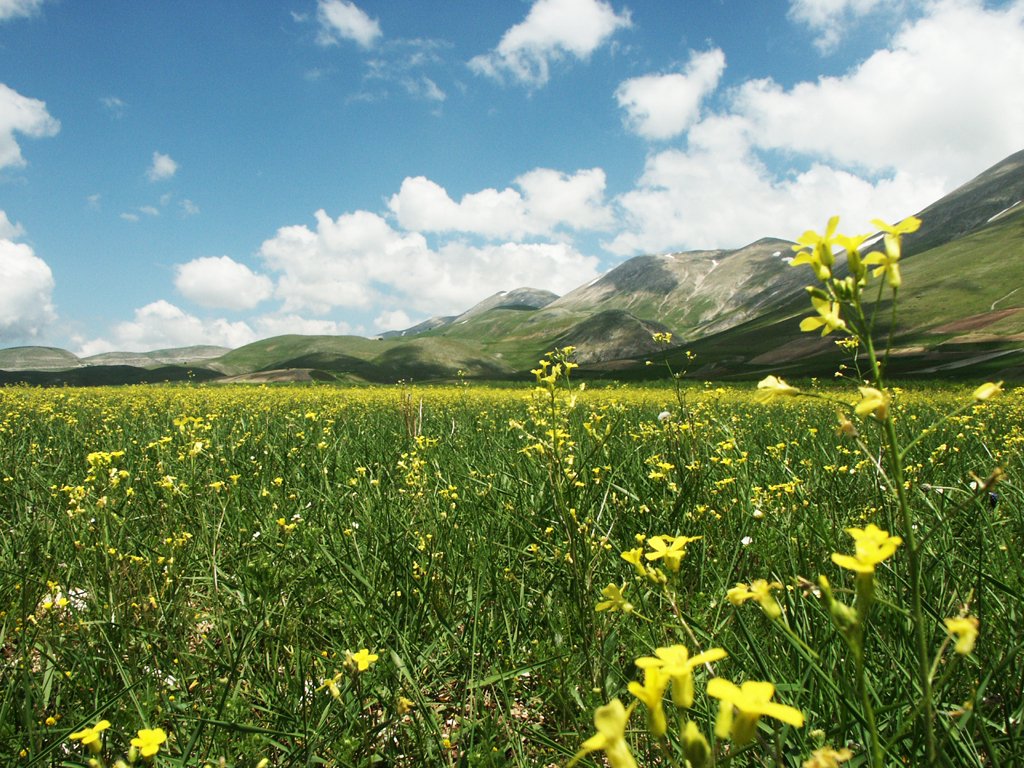 flowers are shown in a field with mountains in the background