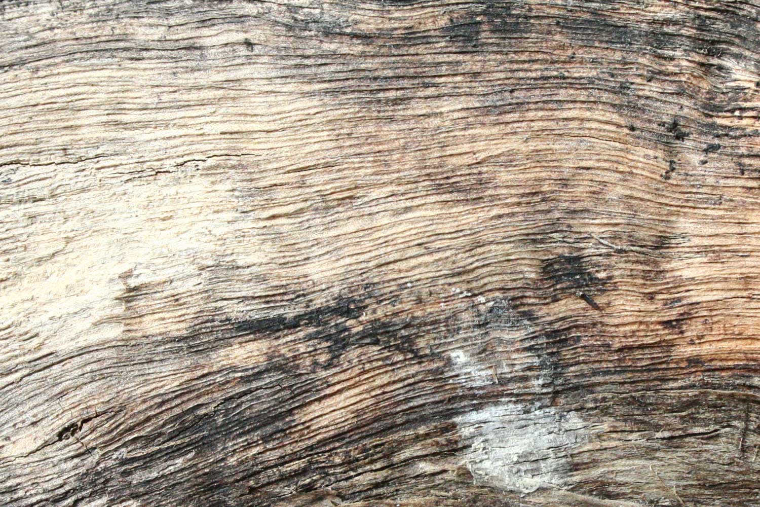 wood background showing rough black and white tones