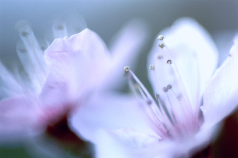 a close up of a flower blooming from the inside