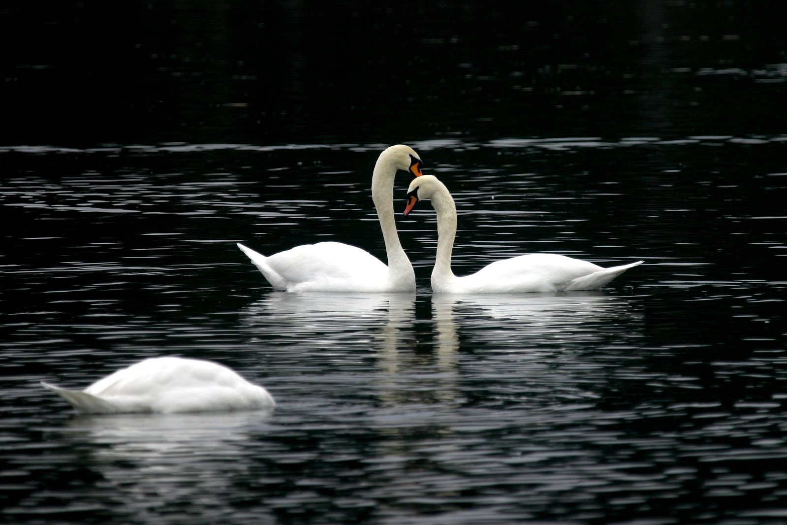 two white swans swimming together on the water
