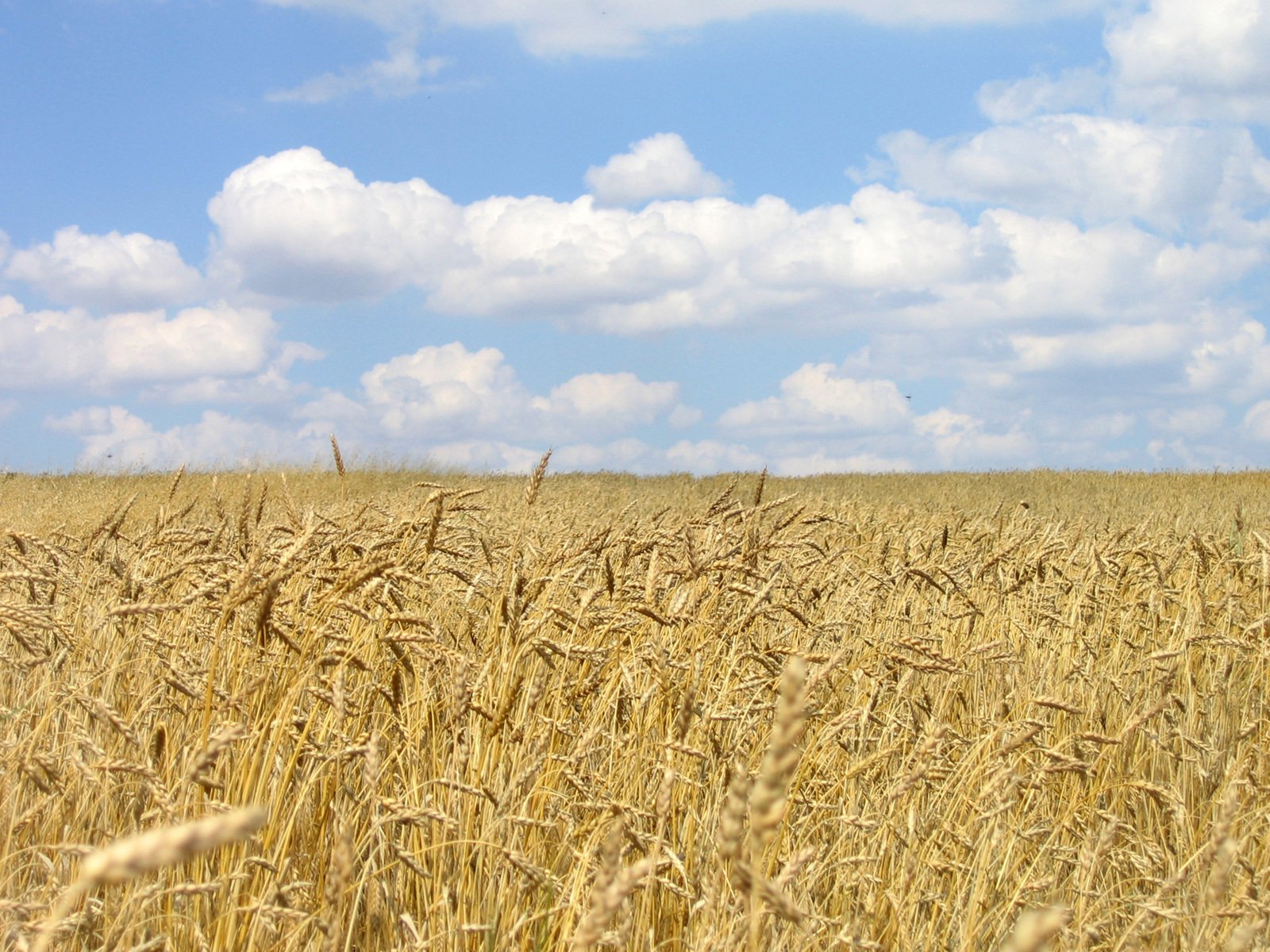 an expansive field with tall grass in front of a cloudy sky