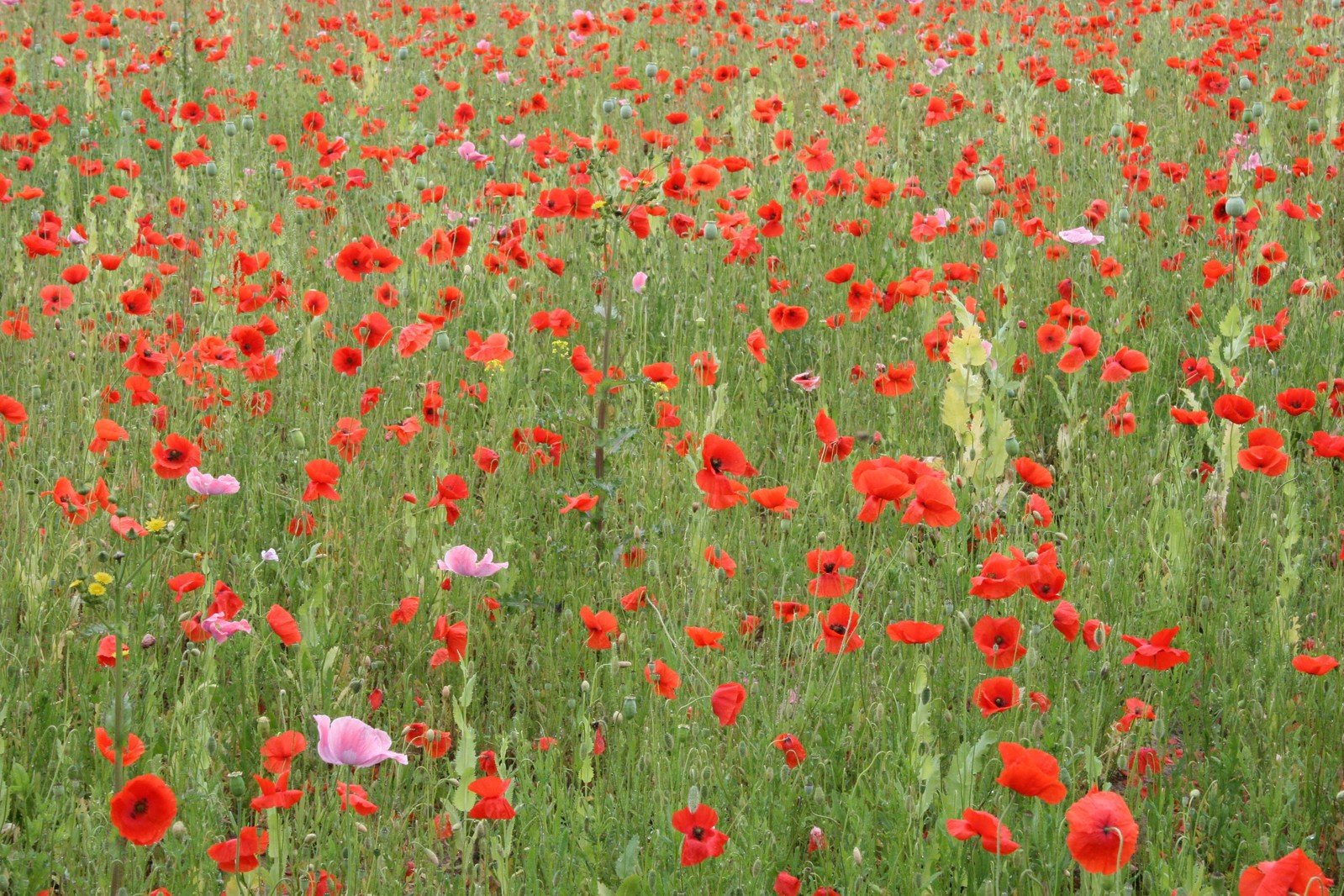 a field of flowers on a sunny day