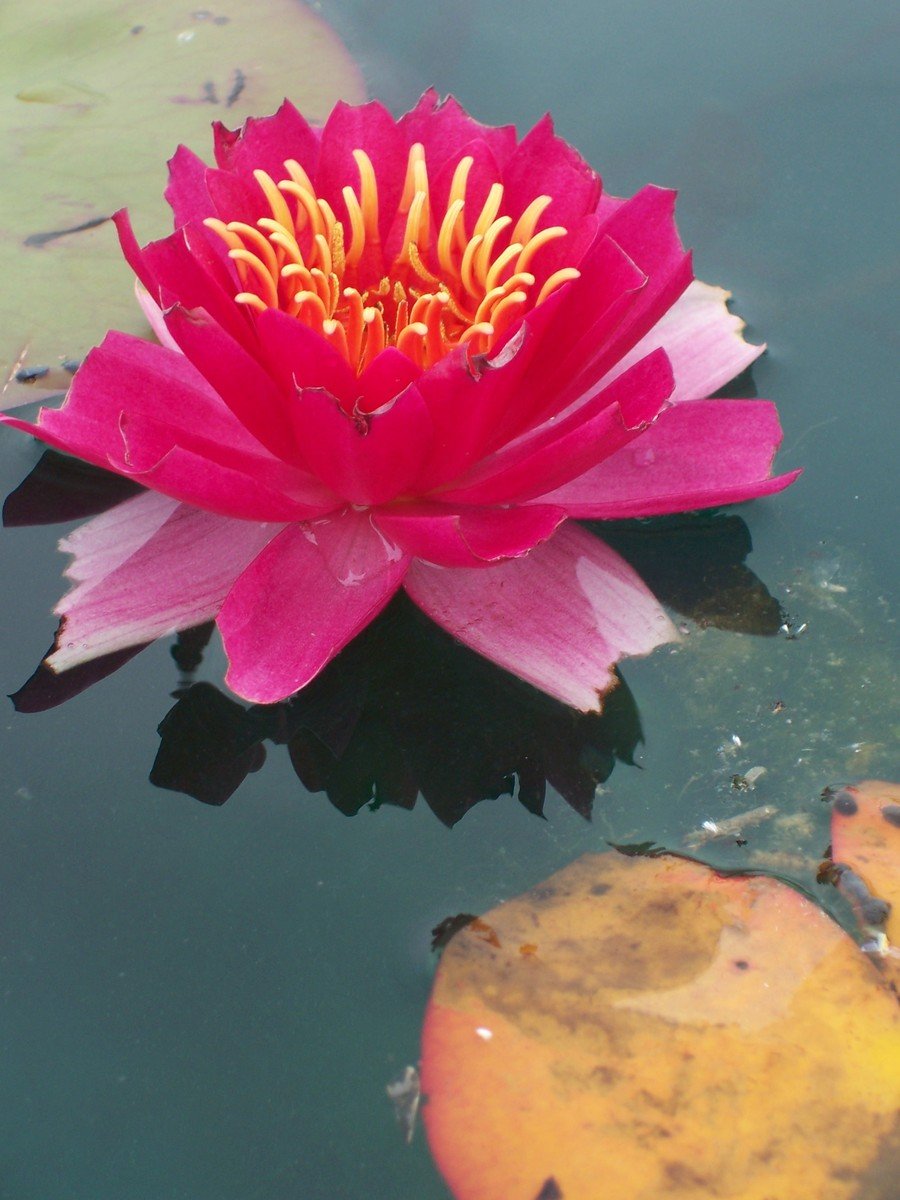 a red flower floating in a body of water