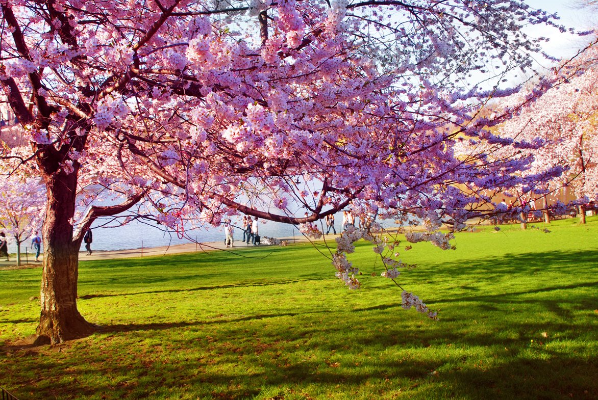 a purple flowering tree in a park on a sunny day