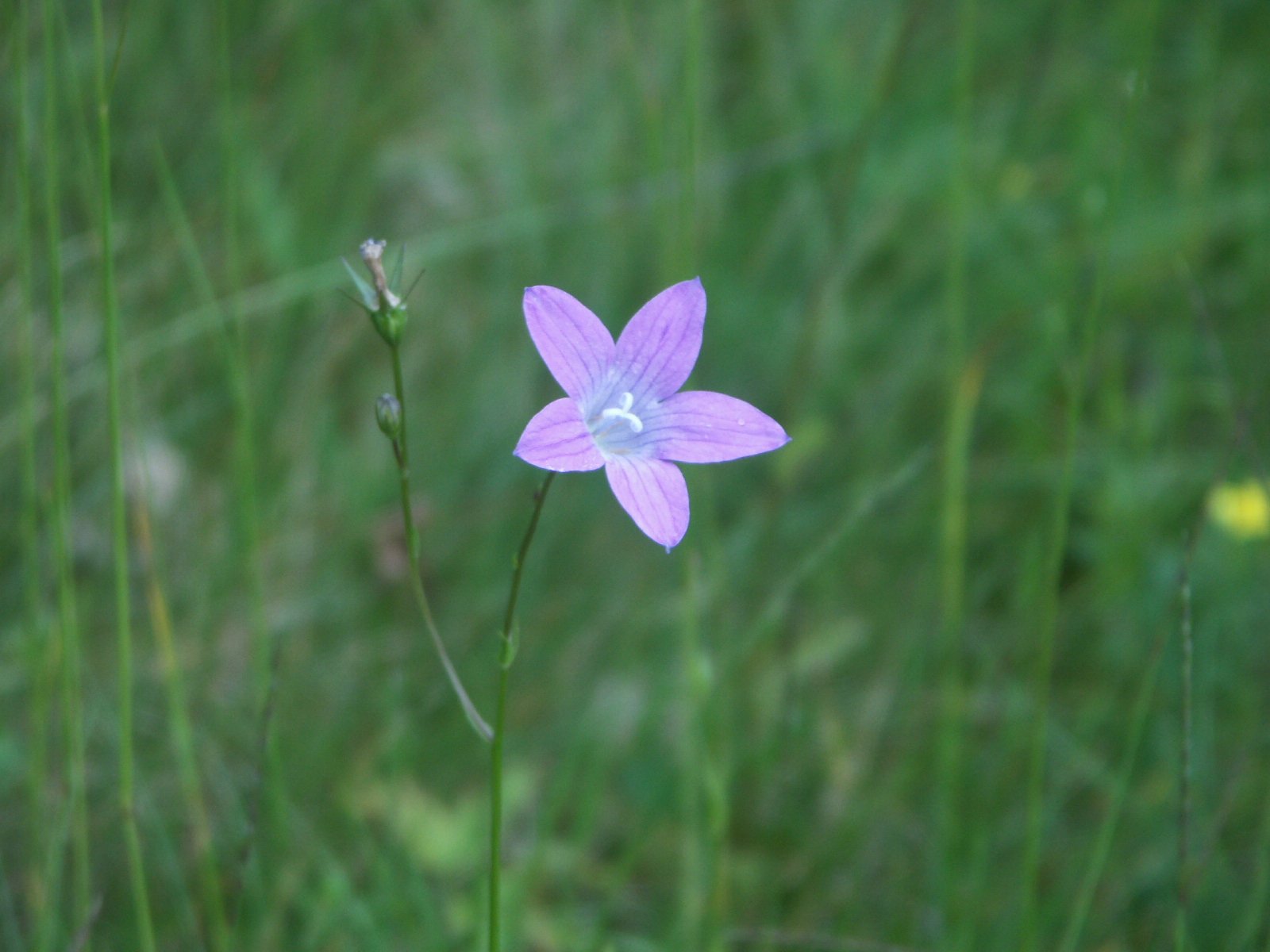 a small purple flower growing on the tip of a stem