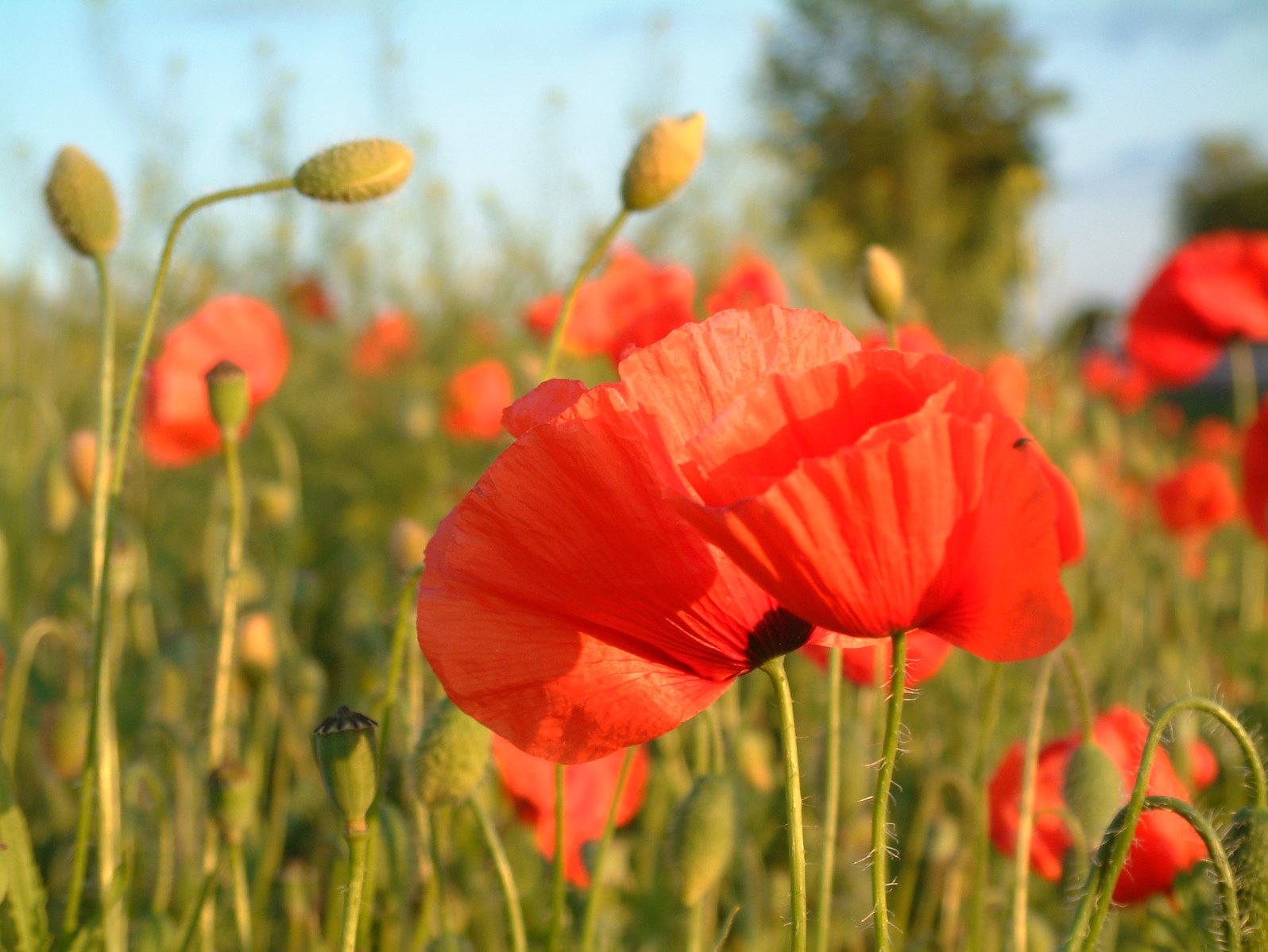 a field full of bright red flowers with one flower opening