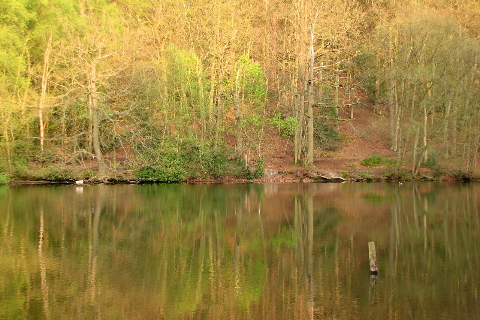 a view of the lake in the middle of a wooded area