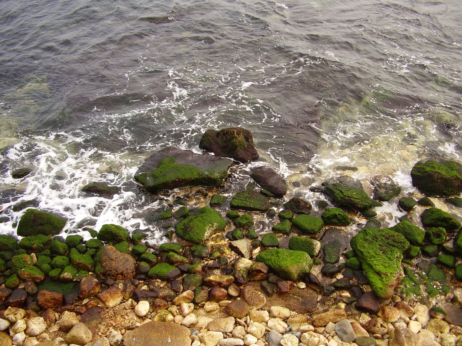 the beach with rocks, plants and water along it