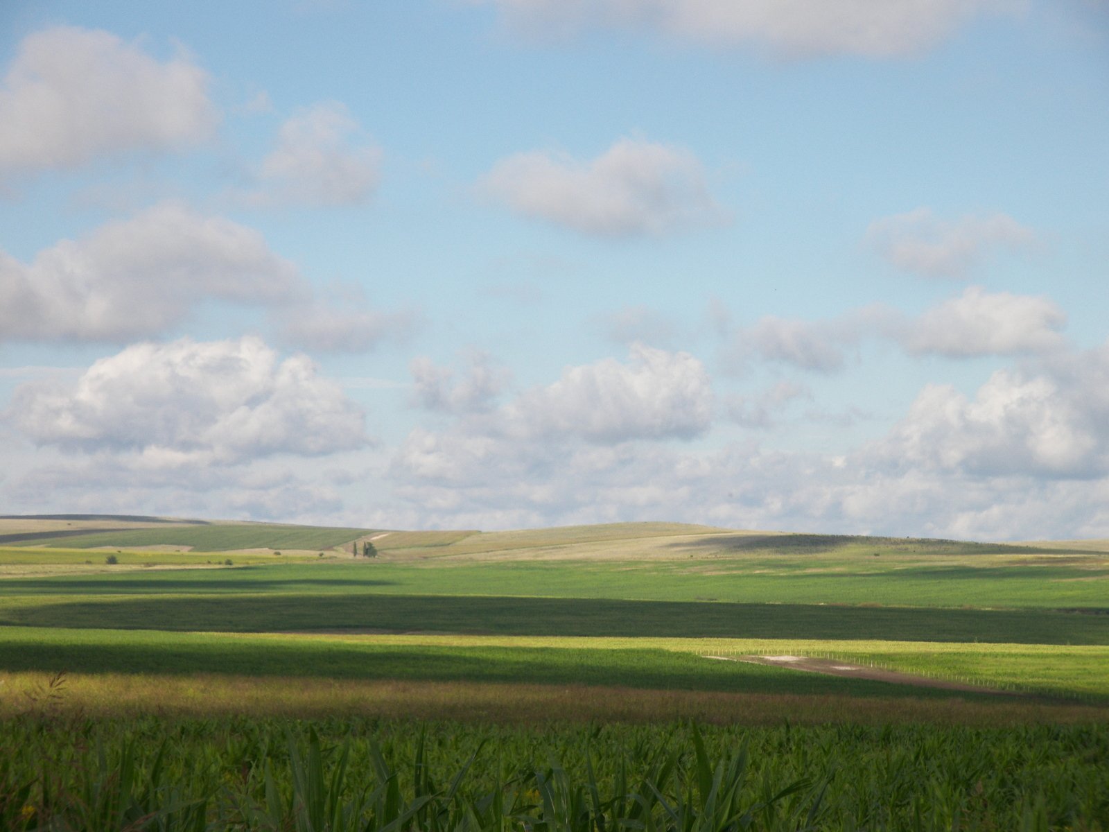 the vast green plains are dotted with clouds